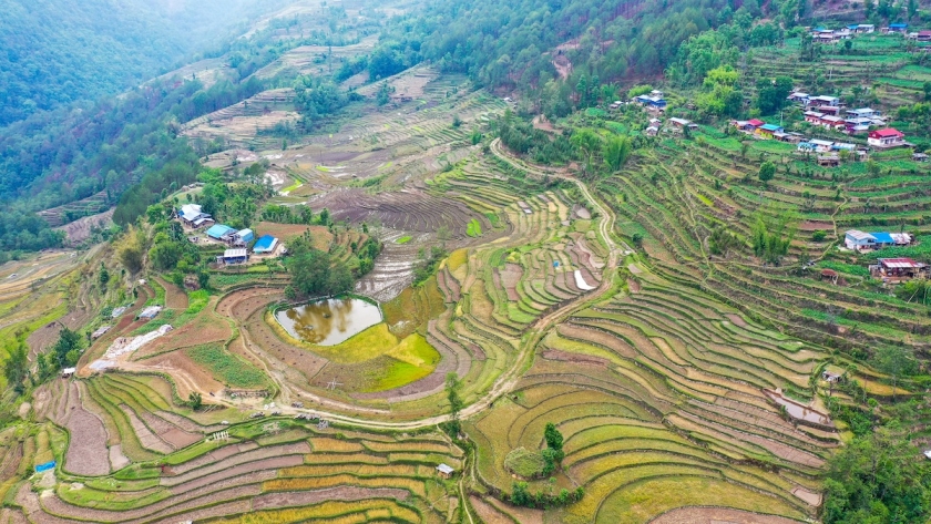 An aerial view of terraced rice fields.